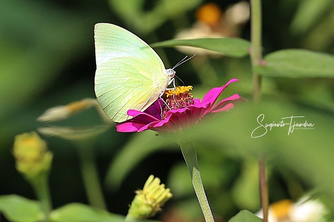 Catopsilia pomona pomona (Lemon Emigrant)  Catopsilia pomona,Geotagged,Indonesia,Lemon Emigrant,Spring