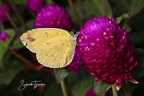 Three-spot grass yellow, Eurema blanda  Eurema blanda,Geotagged,Indonesia,Spring,Three-spot grass yellow