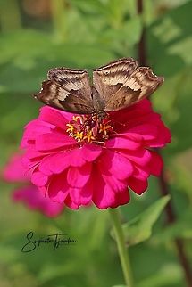 The Chocolate Pansy, Junonia Iphita - upperside  Chocolate soldier,Geotagged,Indonesia,Junonia iphita,Spring