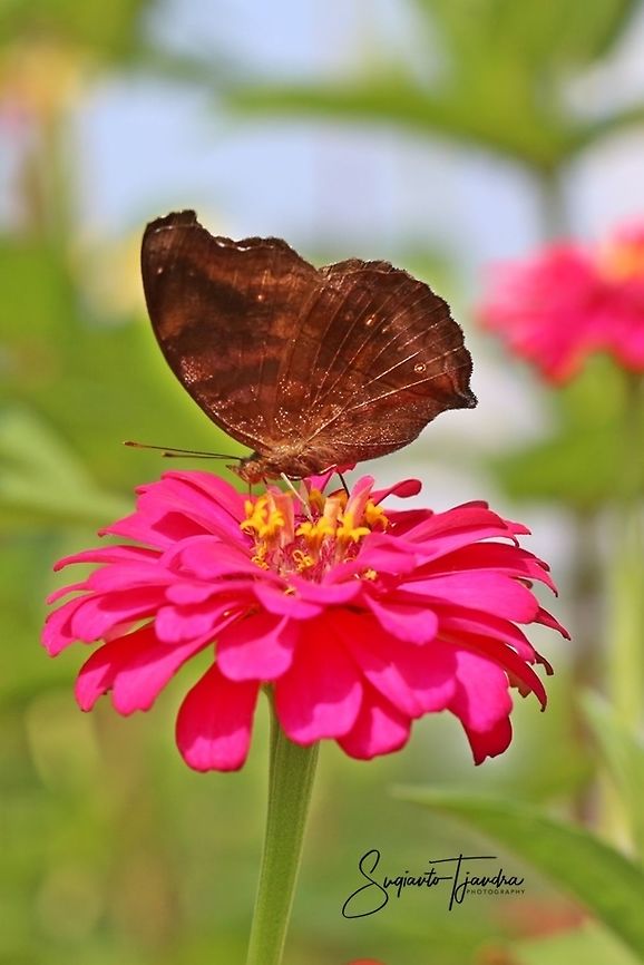The Chocolate Pansy, Junonia Iphita - lowerside  Chocolate soldier,Geotagged,Indonesia,Junonia iphita,Spring