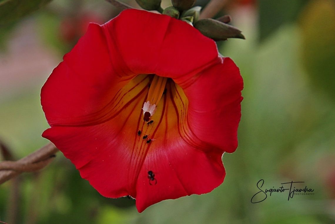 Morning Glory flower (Unknown species)  Geotagged,Indonesia,Spring