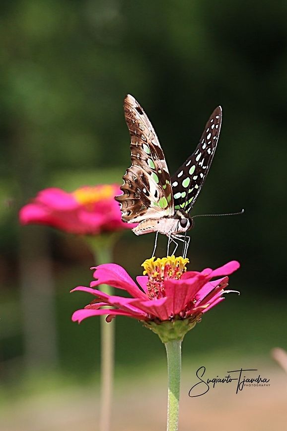 Tailed Jay, Graphium agamemnon agamemnon  Geotagged,Graphium agamemnon,Indonesia,Spring,Tailed Jay