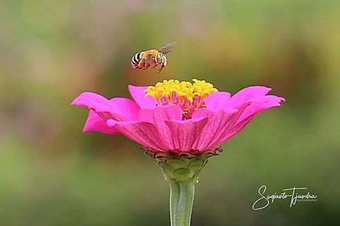 Blue-banded bee (Amegilla cingulata) is hovering on the pink Zinnia flower  Amegilla cingulata,Blue banded bee,Geotagged,Indonesia,Spring