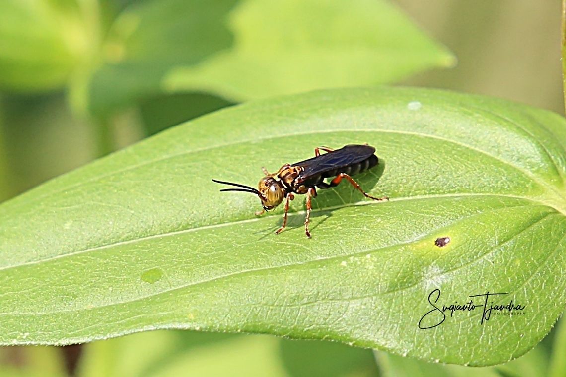 Crabronidae Wasp, Tachysphex sp (???)  Geotagged,Indonesia,Spring