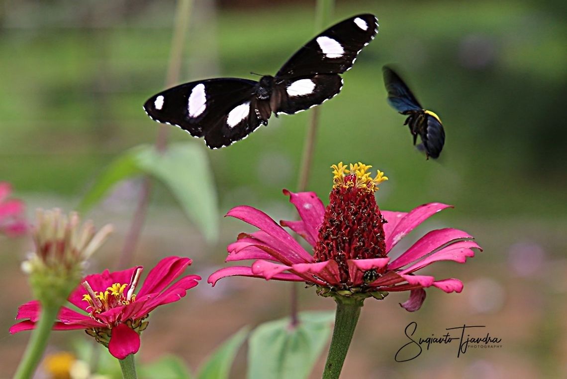 Flying together The great eggfly, Hypolimnas bolina bolina f nerina - Male &amp; The Black Gold Carpenter Bee, Xylocopa confusa. Geotagged,Great eggflys,Hypolimnas bolina,Indonesia,Spring