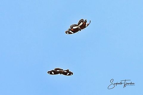 A pair of butterflies (Hypolimnas bolina bolina f nerina) flying on the blue sky  Geotagged,Great eggflys,Hypolimnas bolina,Indonesia,Spring