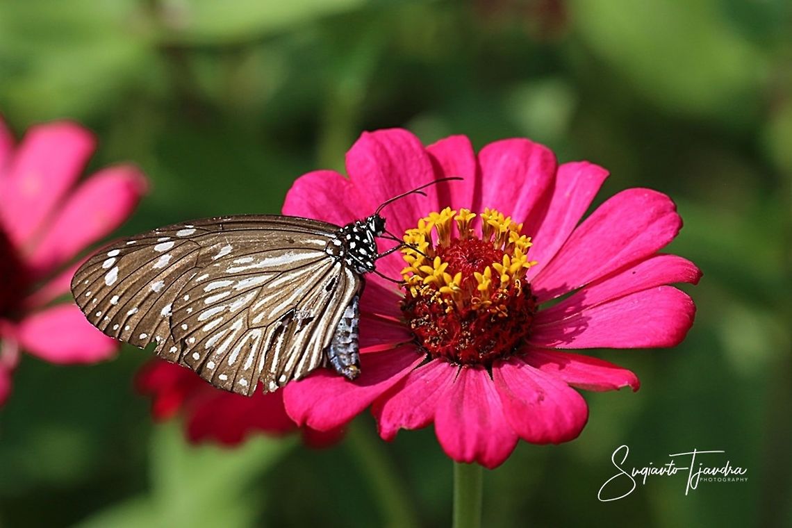 Euploea mulciber (Striped Blue Crow), female  Euploea mulciber,Geotagged,Indonesia,Spring,Striped Blue Crow