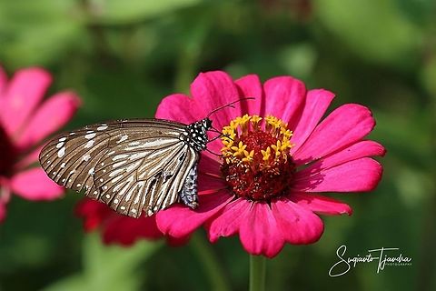 Euploea mulciber (Striped Blue Crow), female  Euploea mulciber,Geotagged,Indonesia,Spring,Striped Blue Crow