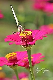 "Stingless honey bee (Meliponini) watching the Catopsilia pomona pomona (Lemon Emigrant) was sucking in nectar"  Catopsilia pomona,Geotagged,Indonesia,Lemon Emigrant,Spring