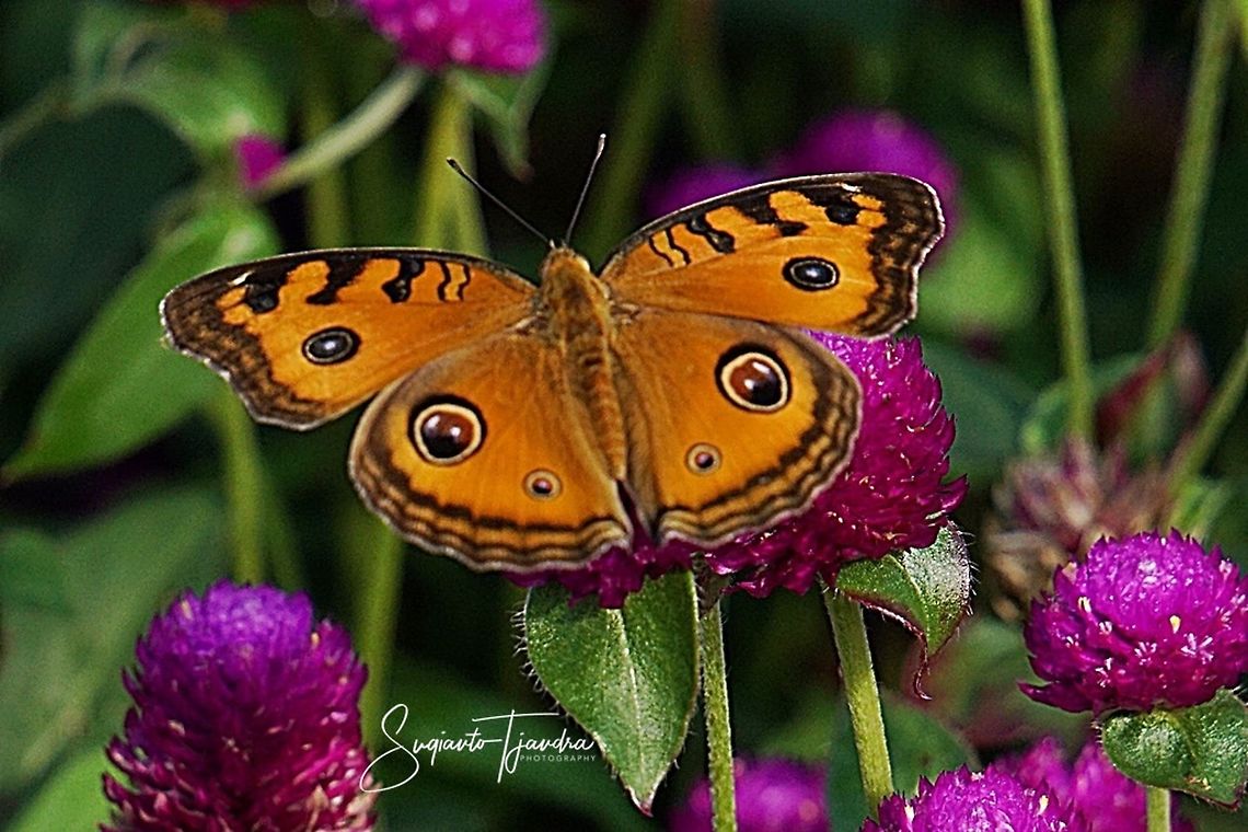 The Peacock Pansy, Junonia almana javana - Upperside  West Java, Indonesia  Geotagged,Indonesia,Junonia almana,Peacock pansy,Spring