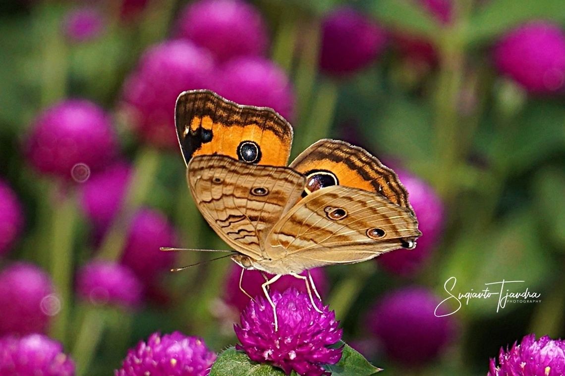 The Peacock Pansy, Junonia almana javana - Lowerside  Geotagged,Indonesia,Junonia almana,Peacock pansy,Spring