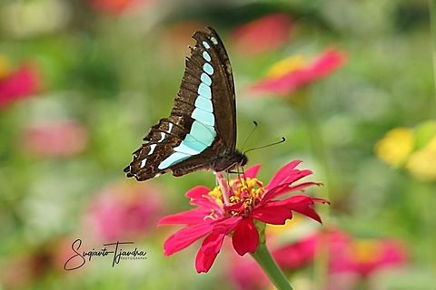 Common Bluebottle (Graphium sarpedon luctatius)  Common Bluebottle,Geotagged,Graphium sarpedon luctatius,Indonesia,Spring
