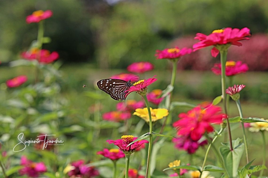 Euploea mulciber (Striped Blue Crow), female  Euploea mulciber,Geotagged,Indonesia,Spring,Striped Blue Crow