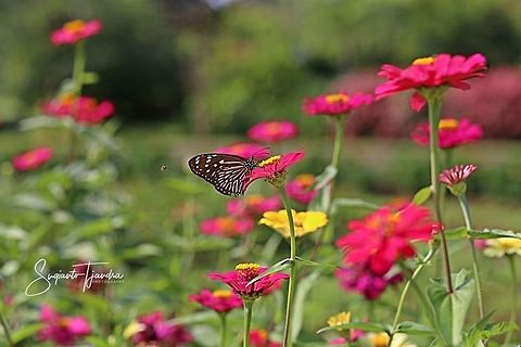 Euploea mulciber (Striped Blue Crow), female  Euploea mulciber,Geotagged,Indonesia,Spring,Striped Blue Crow