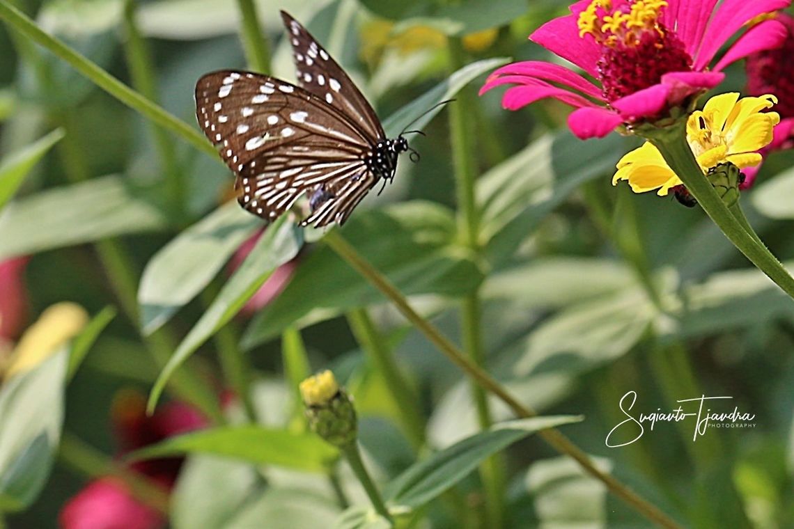 Euploea mulciber (Striped Blue Crow), female  Euploea mulciber,Geotagged,Indonesia,Spring,Striped Blue Crow