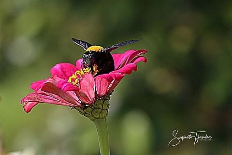Black Gold Carpenter Bee Xylocopa confusa  Geotagged,Indonesia,Spring,Xylocopa confusa