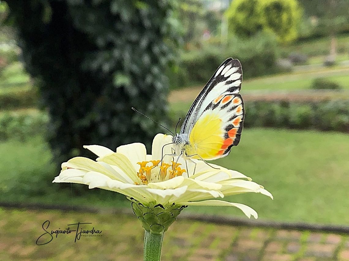 Painted Jezebel (Delias hyparete indica)  Delias hyparete,Geotagged,Indonesia,Painted Jezebel,Spring