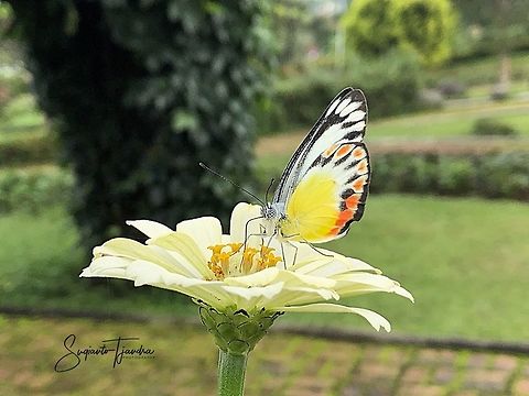 Painted Jezebel (Delias hyparete indica)  Delias hyparete,Geotagged,Indonesia,Painted Jezebel,Spring