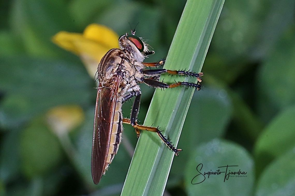 Robber fly  Geotagged,Indonesia,Spring