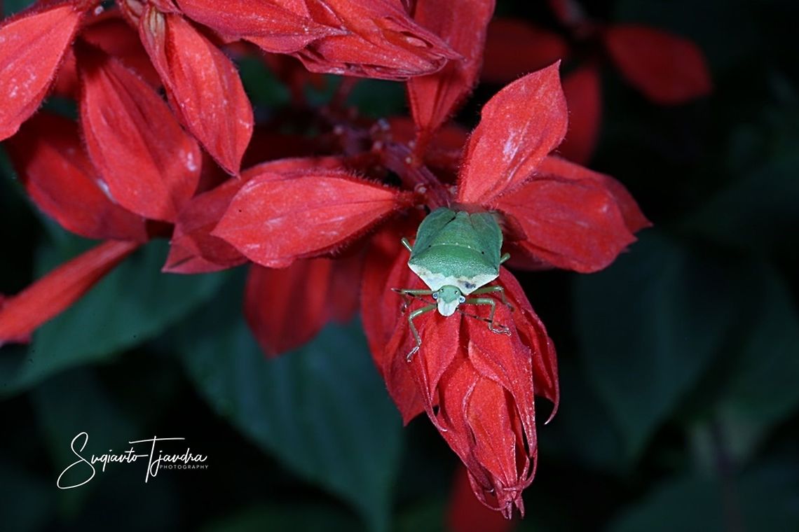 Green Stink Bug, Chinavia hilaris  West Java, Indonesia  Geotagged,Indonesia,Spring