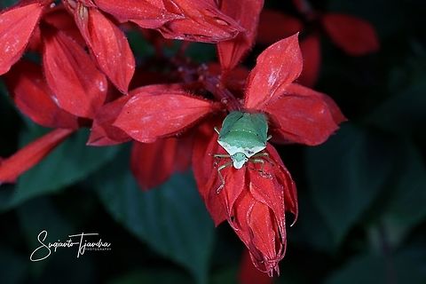 Green Stink Bug, Chinavia hilaris  West Java, Indonesia  Geotagged,Indonesia,Spring