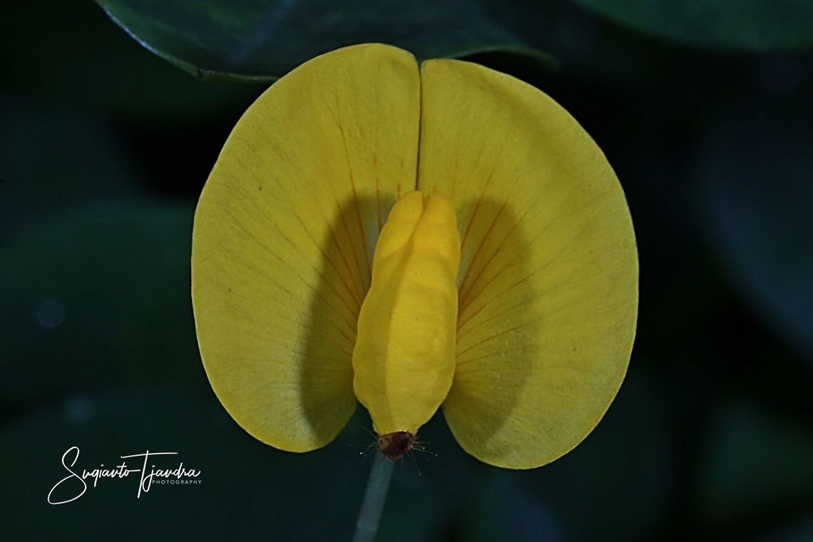 Arachis pintoi flower  Arachis pintoi,Geotagged,Indonesia,Spring