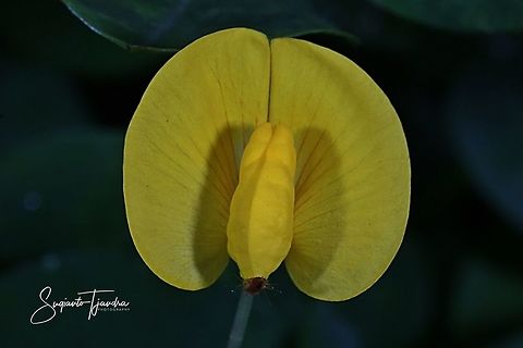 Arachis pintoi flower  Arachis pintoi,Geotagged,Indonesia,Spring