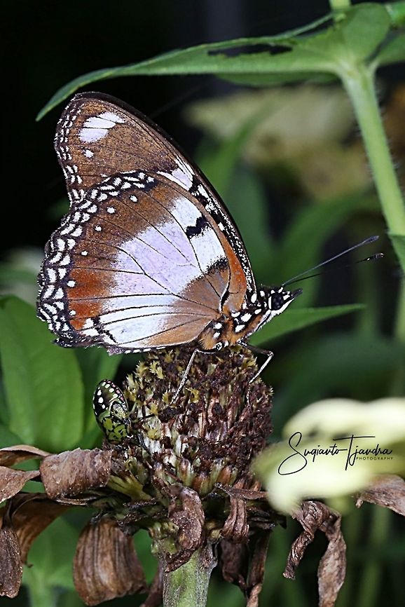Hypolimnas bolina bolina f nerina - female lowerside  Geotagged,Great eggflys,Hypolimnas bolina,Indonesia,Spring