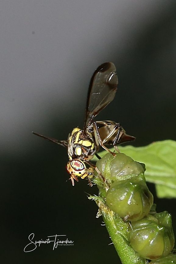 Oriental fruit fly, Bactrocera Dorsalis  Bactrocera dorsalis,Geotagged,Indonesia,Spring