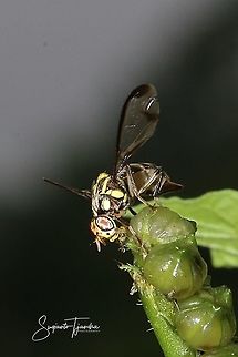 Oriental fruit fly, Bactrocera Dorsalis  Bactrocera dorsalis,Geotagged,Indonesia,Spring