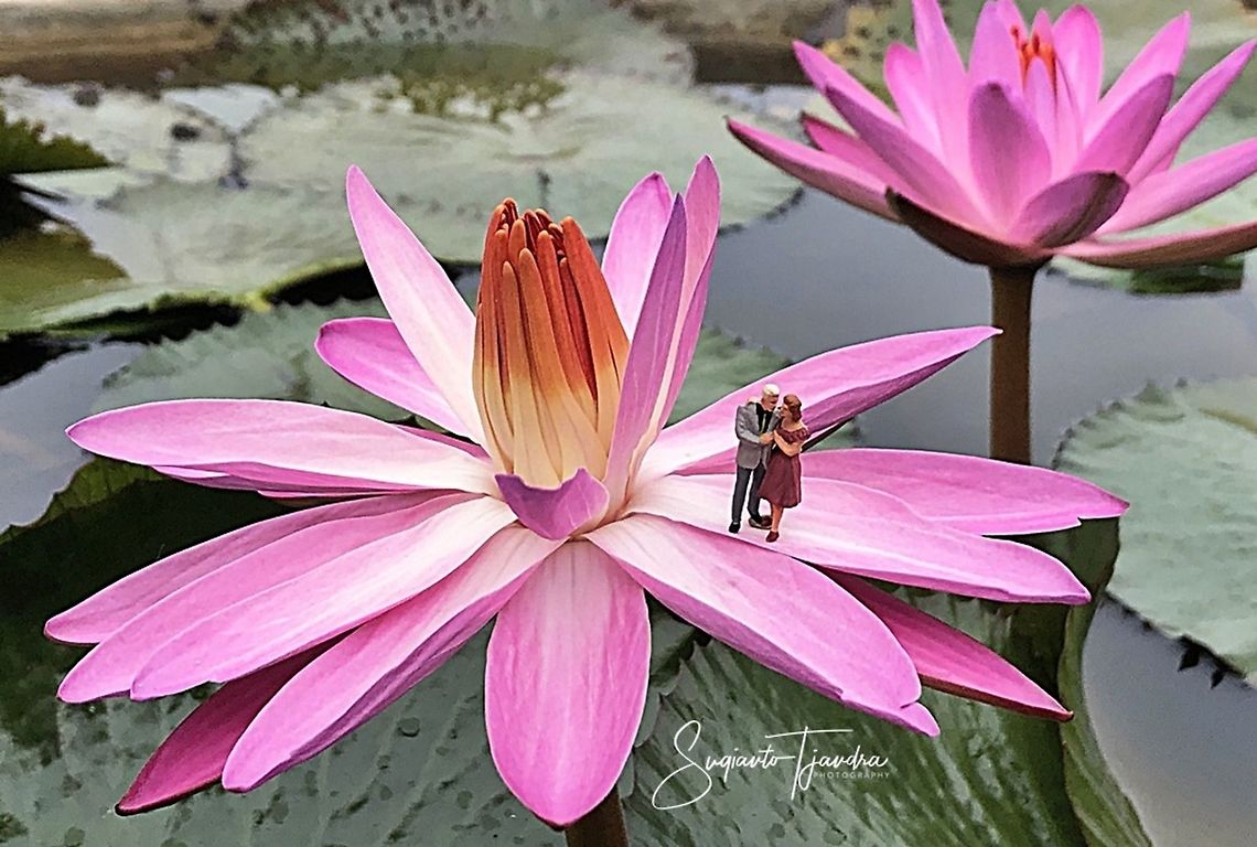 Water Lily, Nymphaeaceae  Geotagged,Indonesia,Spring