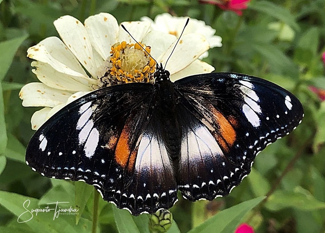 Hypolimnas bolina bolina f nerina - female upperside  Geotagged,Great eggflys,Hypolimnas bolina,Indonesia,Spring