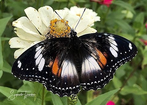 Hypolimnas bolina bolina f nerina - female upperside  Geotagged,Great eggflys,Hypolimnas bolina,Indonesia,Spring