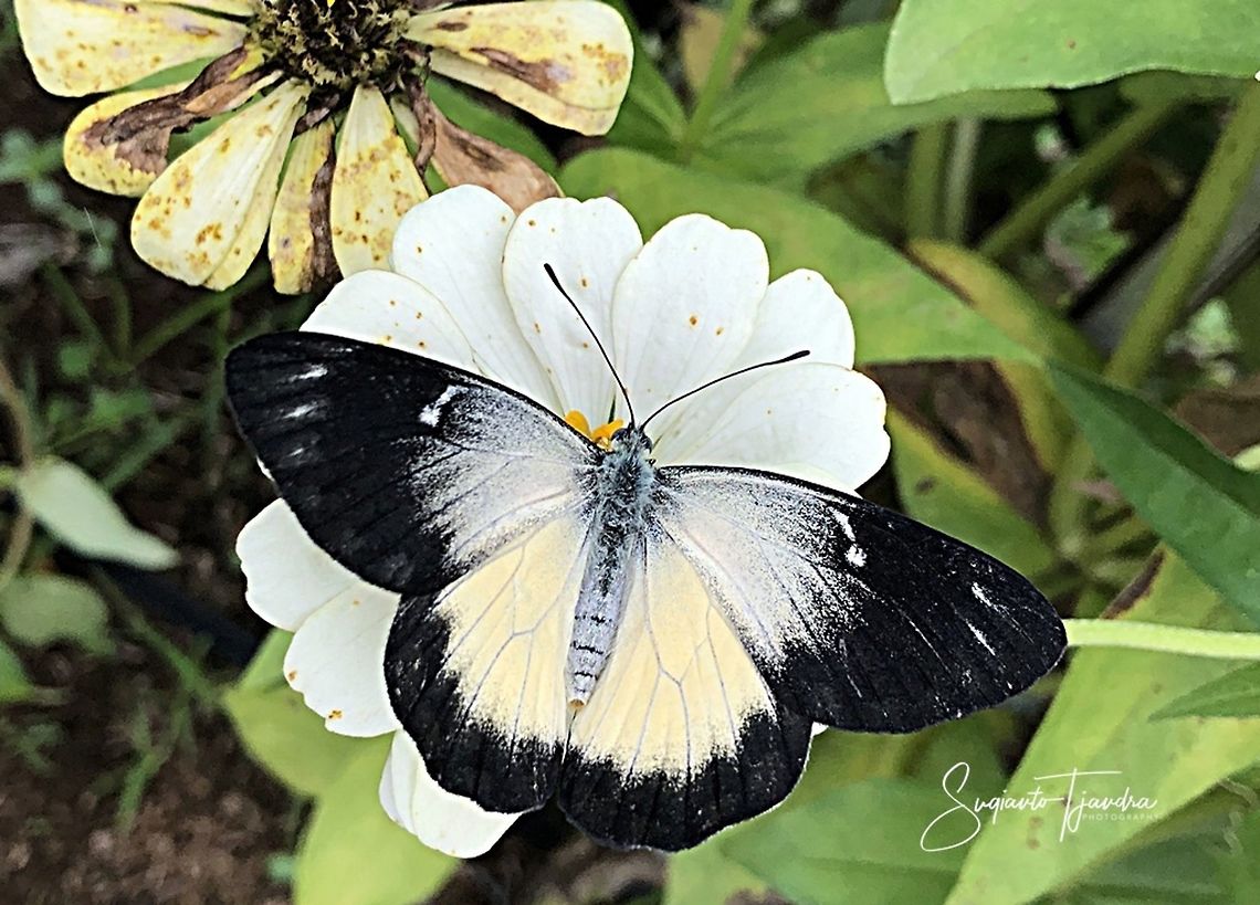 The Redspot Jezebel (Delias descombesi)  Delias hyparete,Geotagged,Indonesia,Painted Jezebel,Spring
