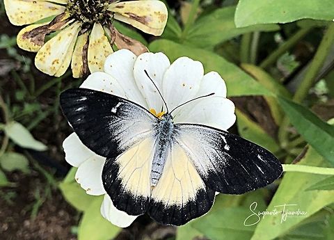 The Redspot Jezebel (Delias descombesi)  Delias hyparete,Geotagged,Indonesia,Painted Jezebel,Spring