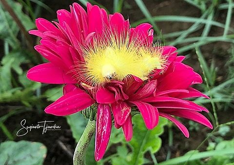 Yellow Hairy Caterpillar Moth  Geotagged,Indonesia,Spring
