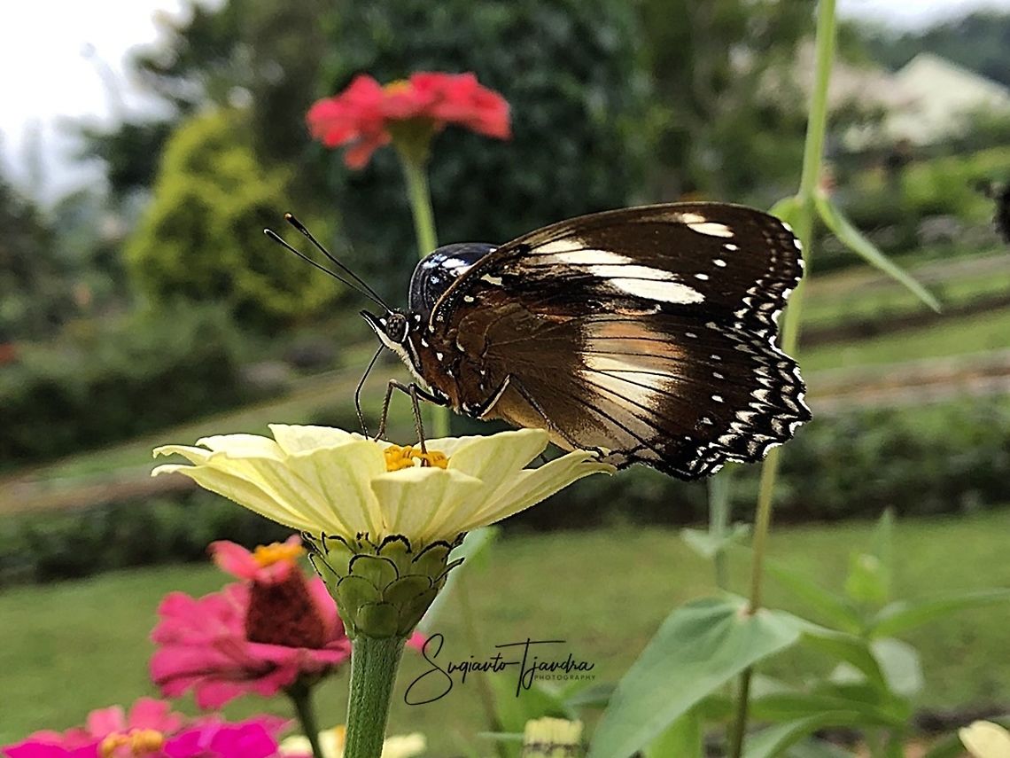 Hypolimnas bolina bolina f nerina - female  Geotagged,Great eggflys,Hypolimnas bolina,Indonesia,Spring