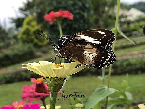 Hypolimnas bolina bolina f nerina - female  Geotagged,Great eggflys,Hypolimnas bolina,Indonesia,Spring