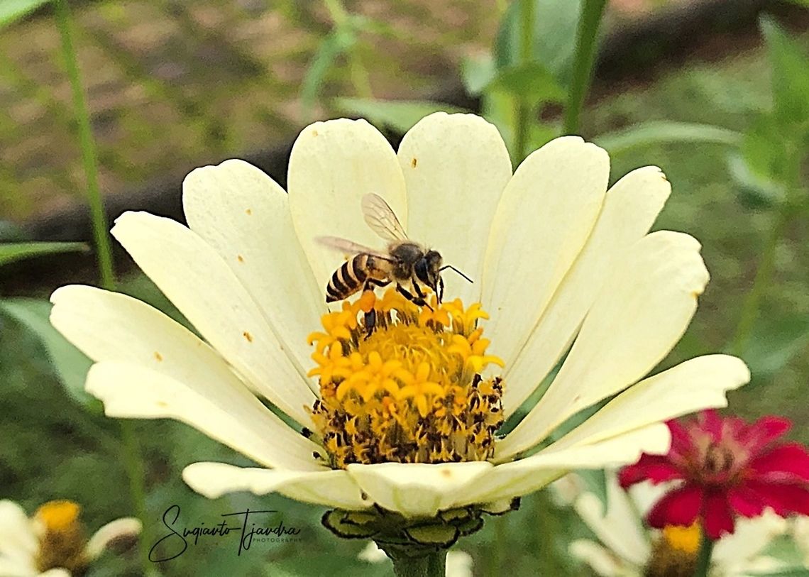 Honey Bee sucking nectar drom Zinnia flower  Geotagged,Indonesia,Spring
