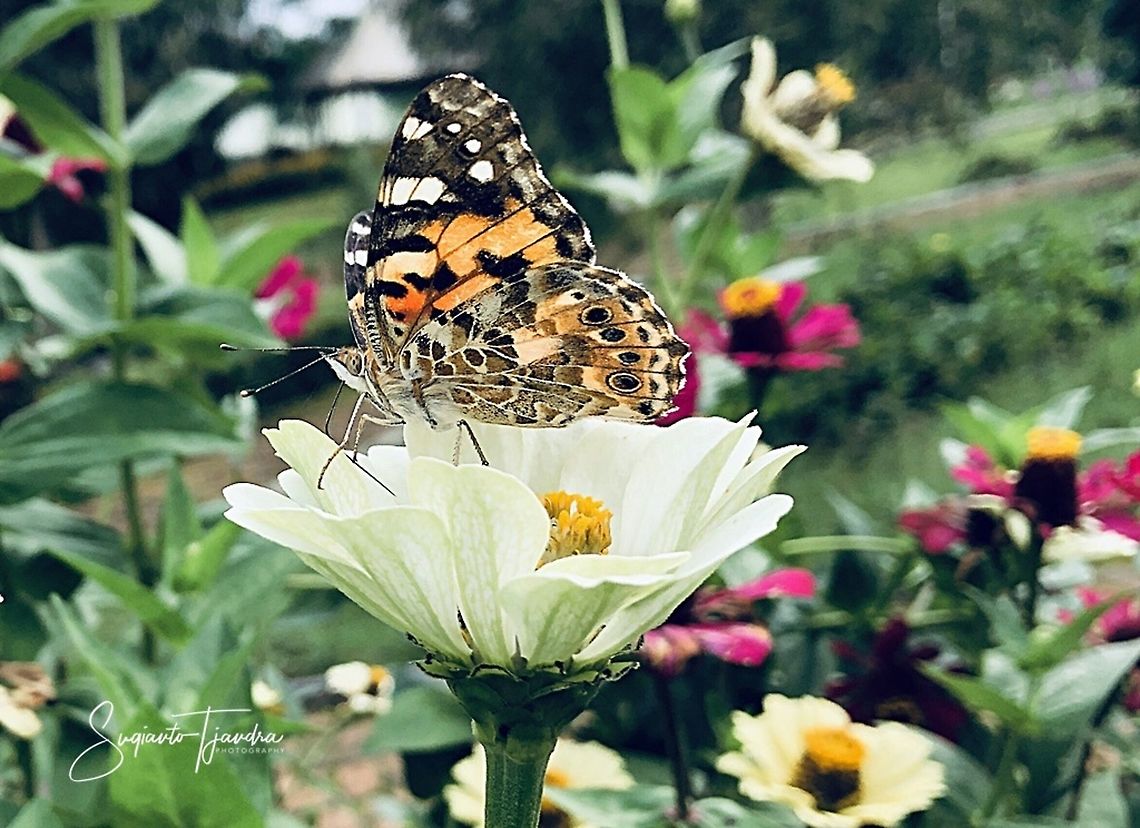 The Painted Lady, Vanessa cardui  Geotagged,Indonesia,Painted Lady,Spring,Vanessa cardui