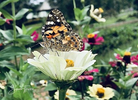 The Painted Lady, Vanessa cardui  Geotagged,Indonesia,Painted Lady,Spring,Vanessa cardui