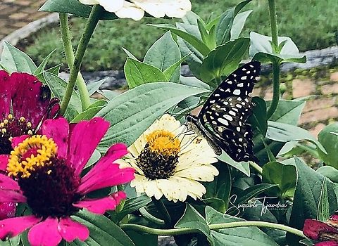 Tailed Jay, Graphium agamemnon agamemnon  Geotagged,Graphium agamemnon,Indonesia,Spring,Tailed Jay