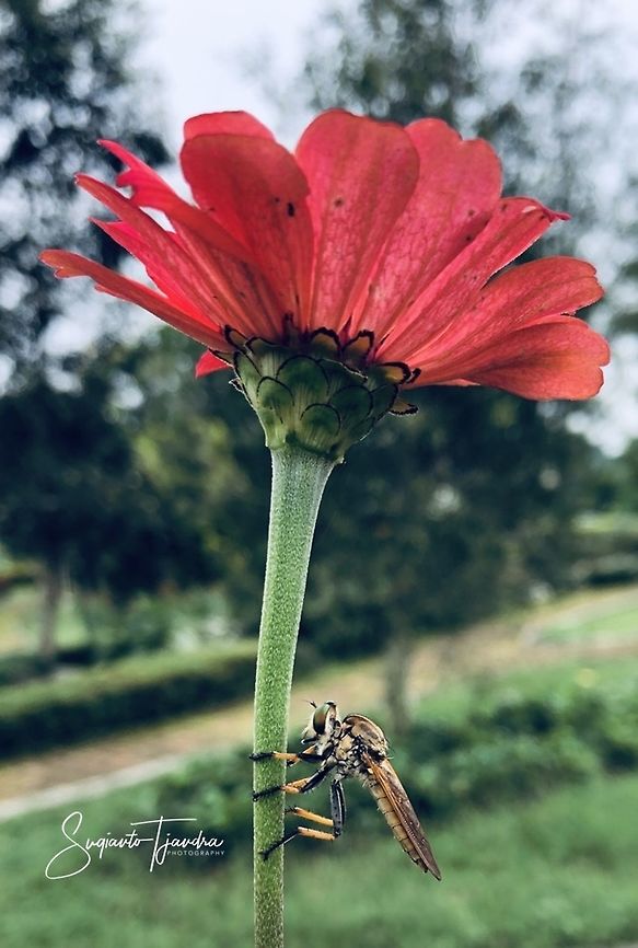 Robber fly  Geotagged,Indonesia,Spring