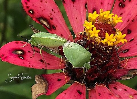 Green Stink Bug, Chinavia hilaris - mating  Geotagged,Indonesia,Spring