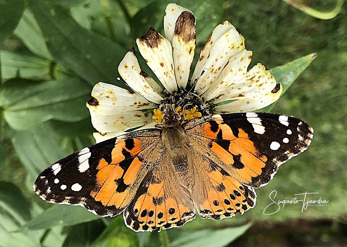 The Painted Lady, Vanessa cardui - upperside  Geotagged,Indonesia,Painted Lady,Spring,Vanessa cardui