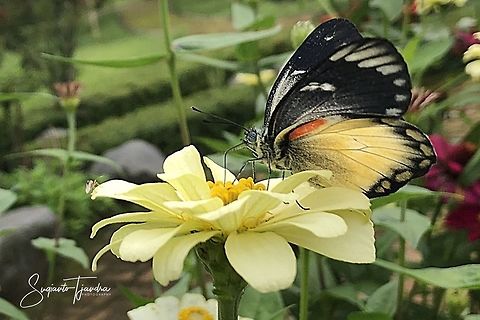 The Redspot Jezebel (Delias descombesi)  Delias descombesi,Geotagged,Indonesia,Redspot Jezebel,Spring