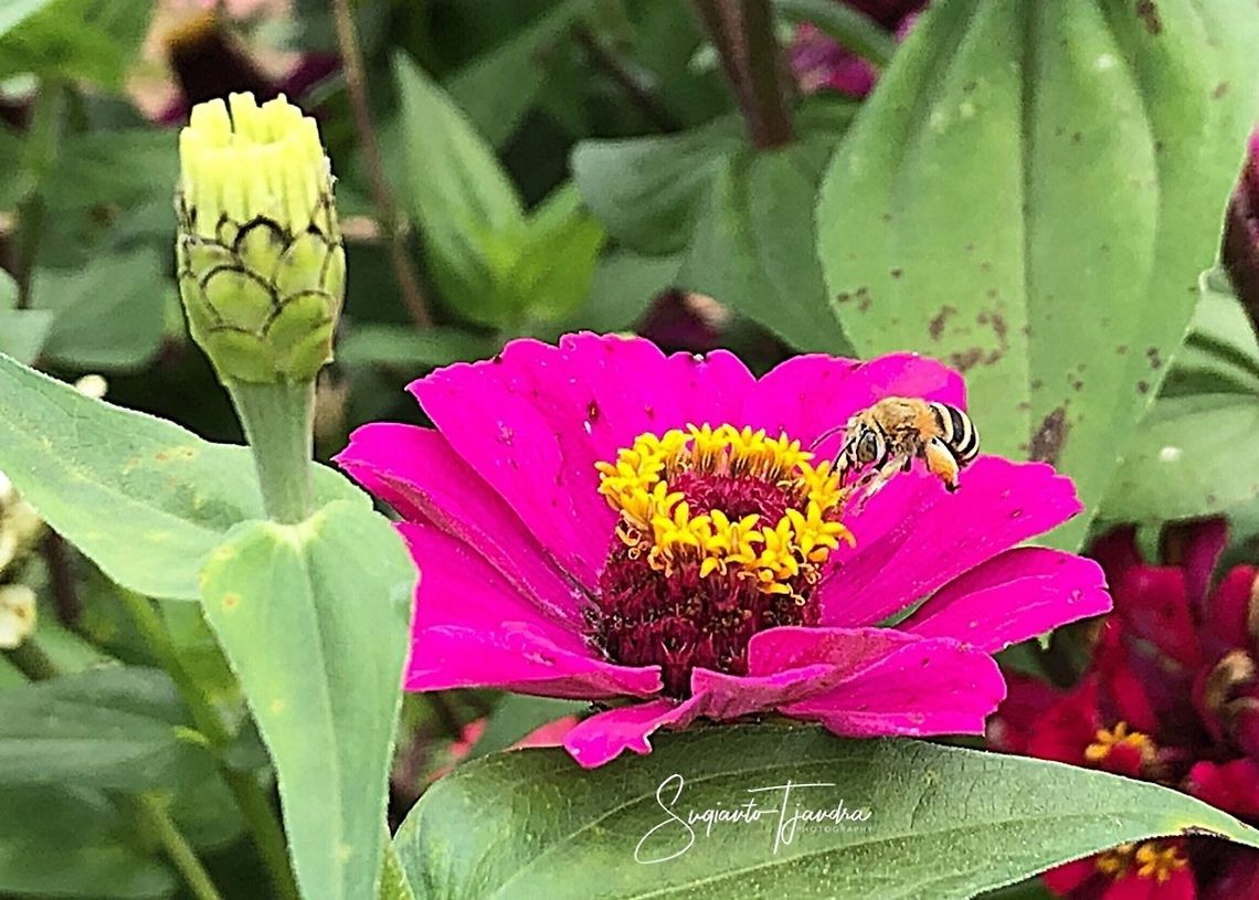 Blue-banded bee (Amegilla cingulata) - male  Geotagged,Indonesia,Spring