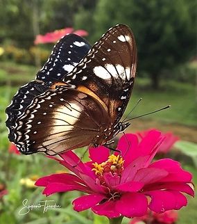 Hypolimnas bolina bolina f nerina - female  Geotagged,Great eggflys,Hypolimnas bolina,Indonesia,Spring