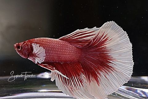 Siamese Fighting Fish (Betta Splendens)  Betta splendens,Geotagged,Indonesia,Siamese fighting fish or betta,Spring