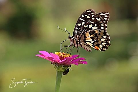 Common Lime Butterfly (Papilio demoleus malayanus) - male  Common Lime Butterfly,Geotagged,Indonesia,Papilio demoleus,Spring